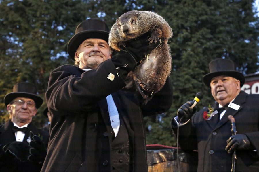 Punxsutawney Phil is pictured in all his glory at Gobbler’s Knob.