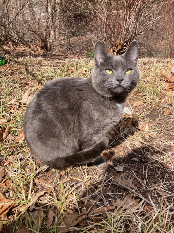 Austin, Villanova’s friendly Campus Cat is safe and well after a health scare.