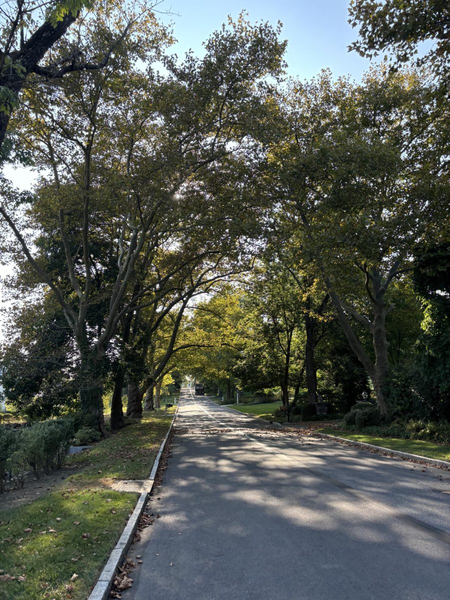 Consider taking a walk in the beautiful neighborhoods surrounding Villanova’s campus.
