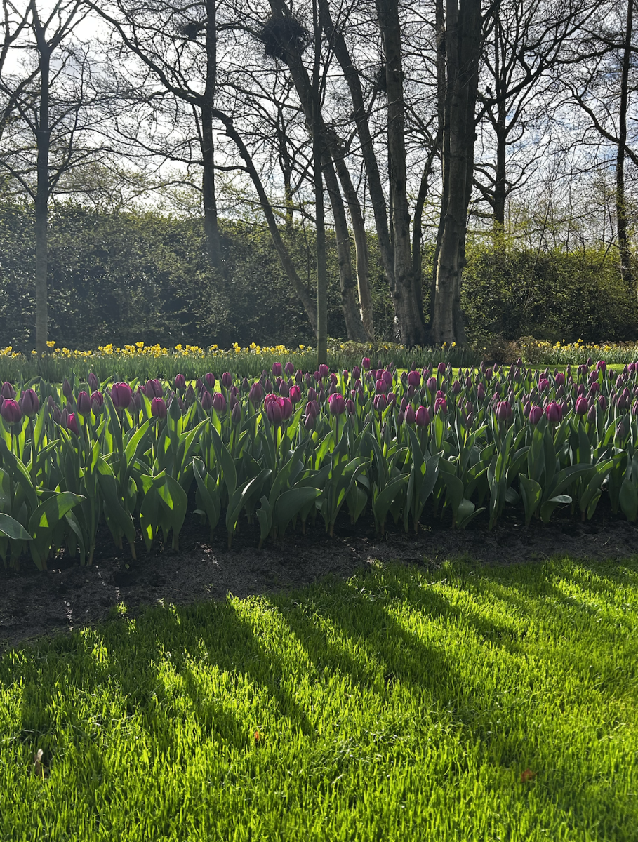 Soak up the sunshine with spring tulips.

